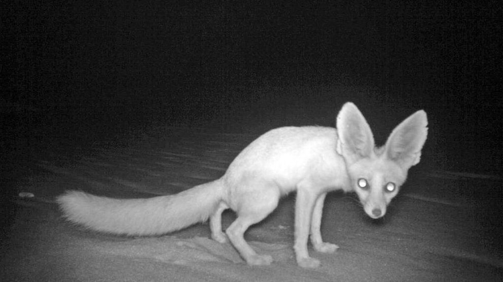 En la foto de la Agencia de Medio Ambiente de Abu Dhabi, el raro zorro de Rüppell.