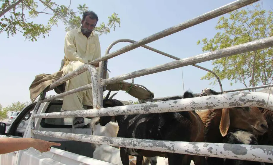 Mercado de corderos en Ras Al Khaimah para el Eid Al Adha. (EL CORREO)