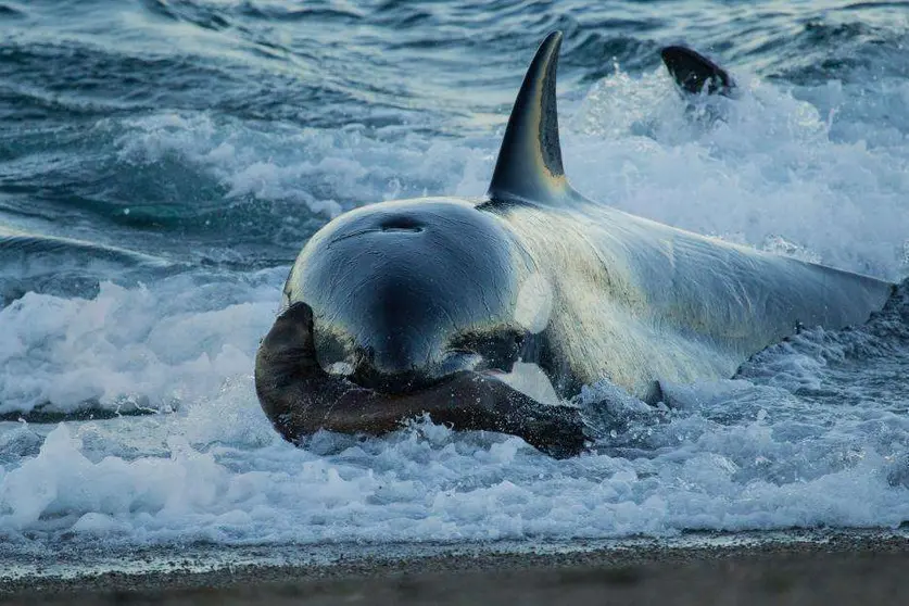 La orca llevaba a su cría con la nariz.