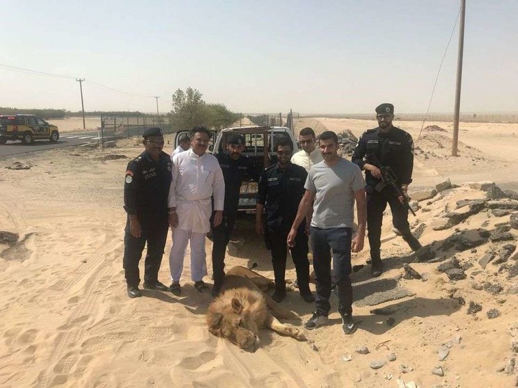 El león antes de ser trasladado al zoo de Kuwait.