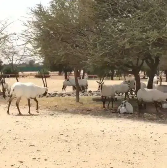 Ejemplares de óryx árabes en Abu Dhabi. (EL CORREO)