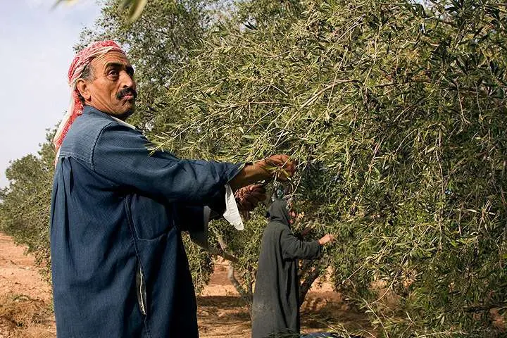 Trabajadores recolectan aceitunas en Túnez.