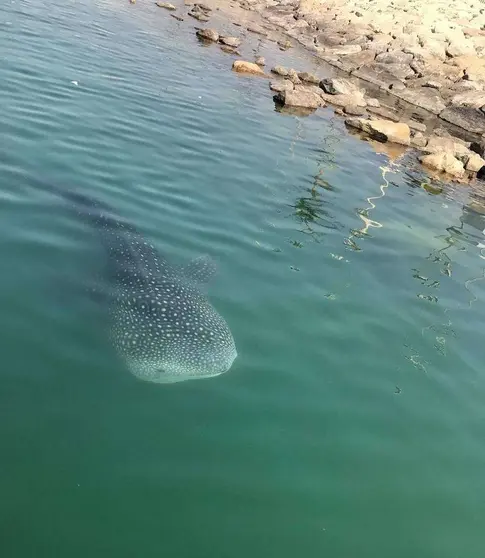 La Agencia de Medio Ambiente acompaña su advertencia con esta fotografía del tiburón ballena. (@EADTweets)