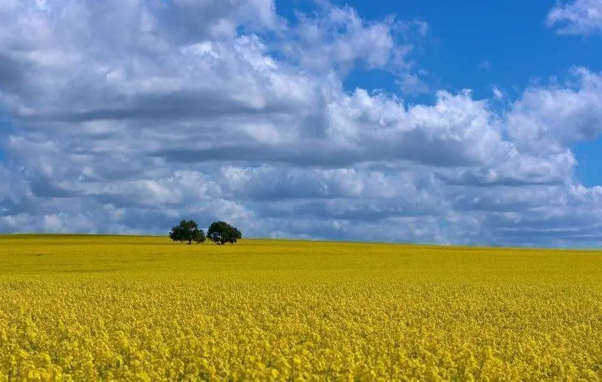 Una imagen australiana. (Fuente externa)