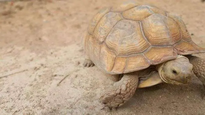 Tortuga encontrada en Al Barsha.