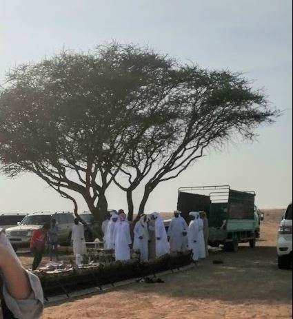 Un árbol en el desierto de Emiratos Árabes. (EL CORREO)