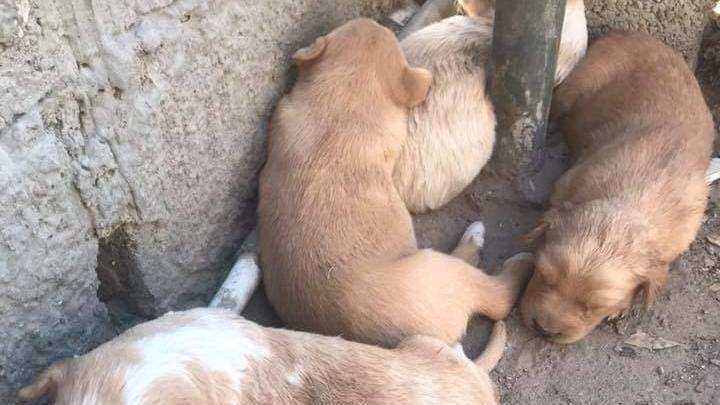 Cachorros que buscan hogar en Emiratos Árabes. (Animal Action)