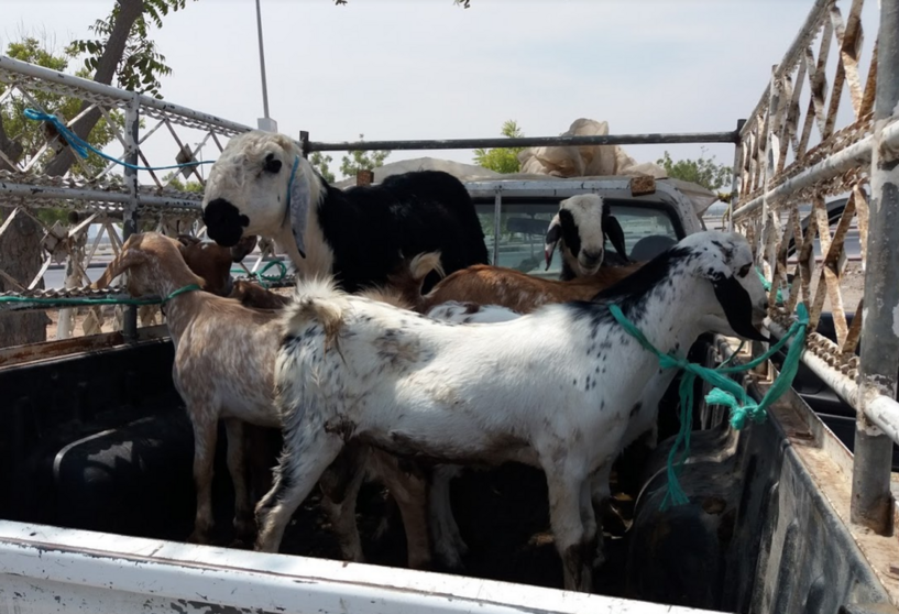 Ganado en Emiratos Árabes. (EL CORREO)