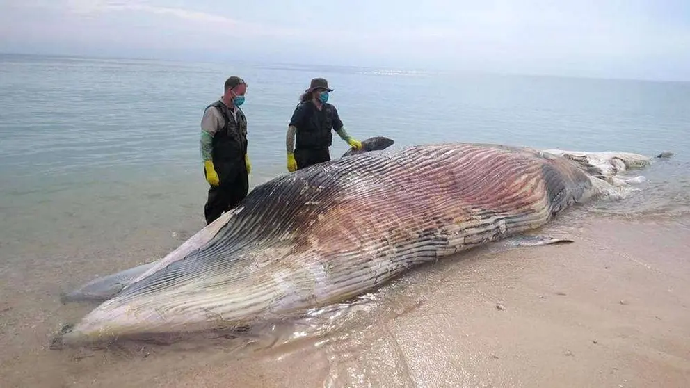 Una imagen de Twitter de la ballena muerta en Sharjah.