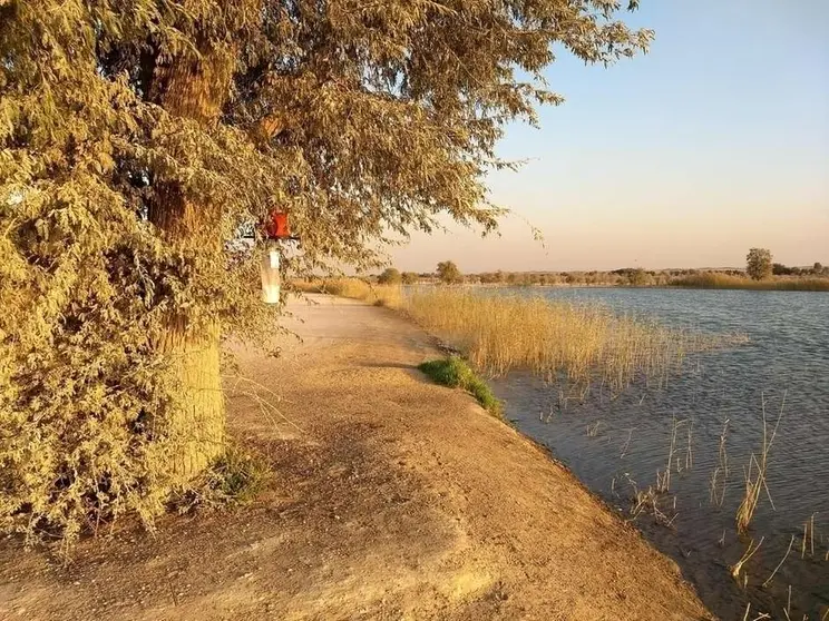 Una trampa para mosquitos en el lago Al Qudra de Dubai. (Jeremy Camp)