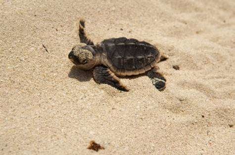 Una cría de tortuga en la playa de Saadiyat.