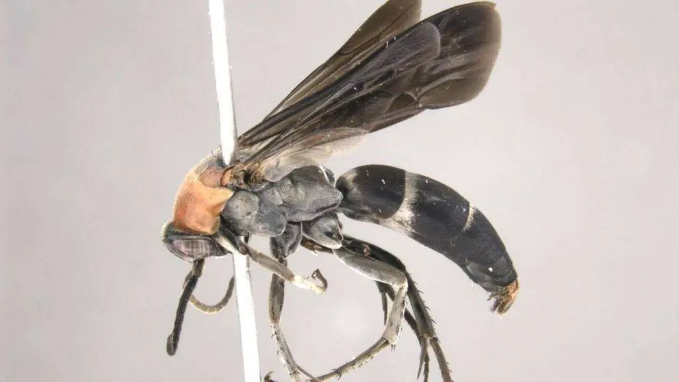 Avispa cazadora de arañas.