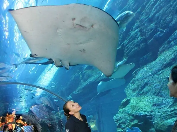 Túnel acrílico del acuario de Dubai Mall. (EL CORREO)