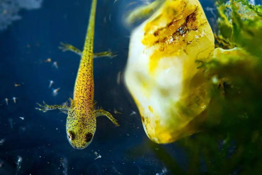 Cría de salamandra de kaiser en el Acuario Poema del Mar de Las Palmas de Gran Canaria. (Fernando Robledano / EFE)
