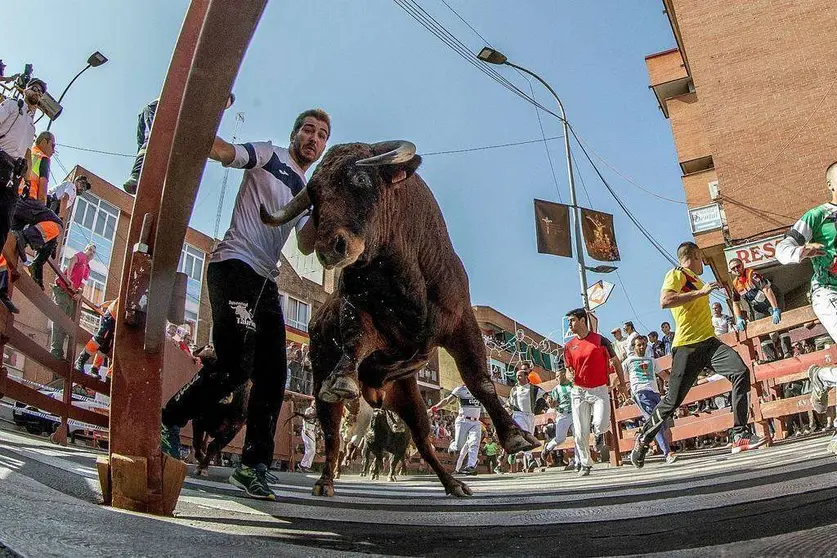 Un toro atrapa a un corredor contra la barrera en el segundo encierro de San Sebastián de los Reyes en España. (EFE/Rodrigo Jiménez)