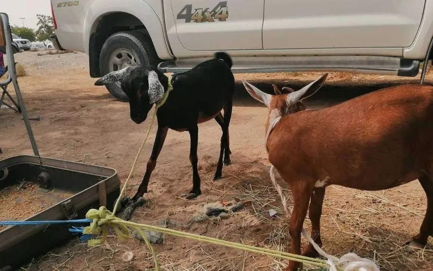 Cabras en EAU.