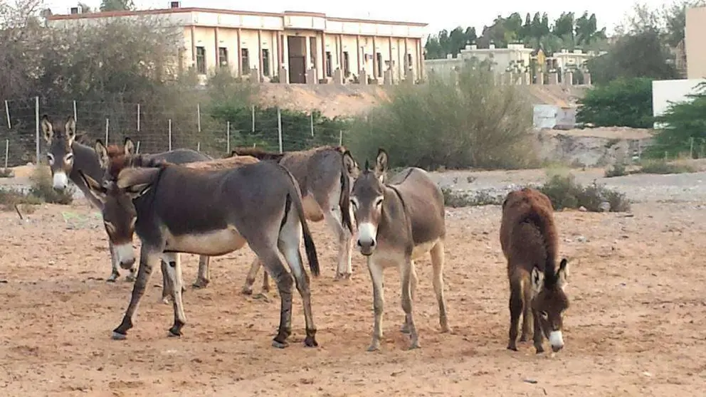 Burros en RAK. (EL CORREO)