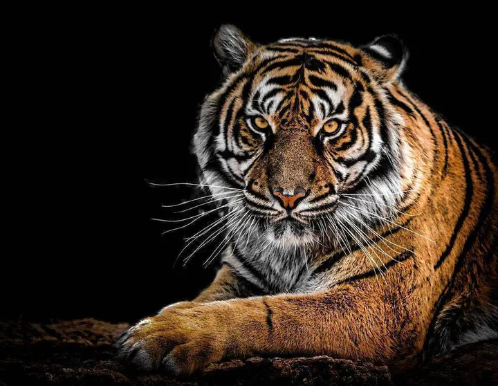 Tigre. (www.facebook.com/desipris.george)