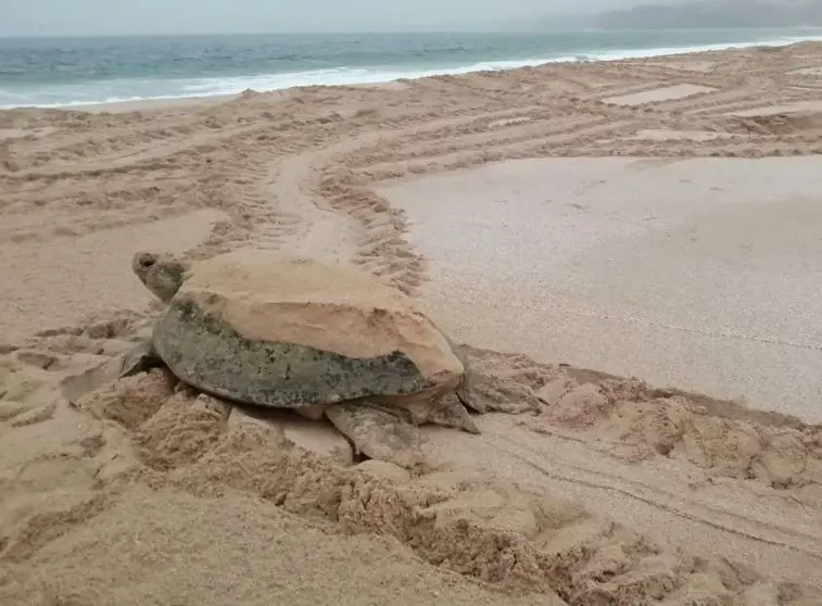 Un ejemplar de tortuga verde. (EL CORREO)