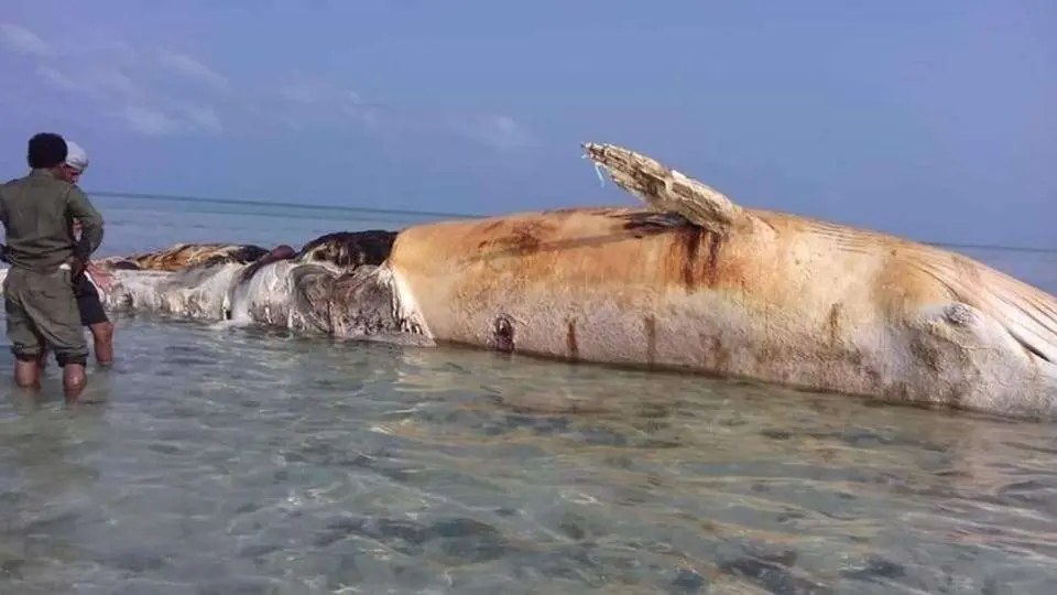 La ballena muerta tras explotarle una mina.