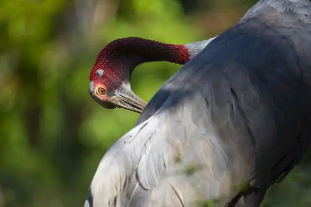 La Grulla Sarus Oriental estuvo a punto de extinguirse.