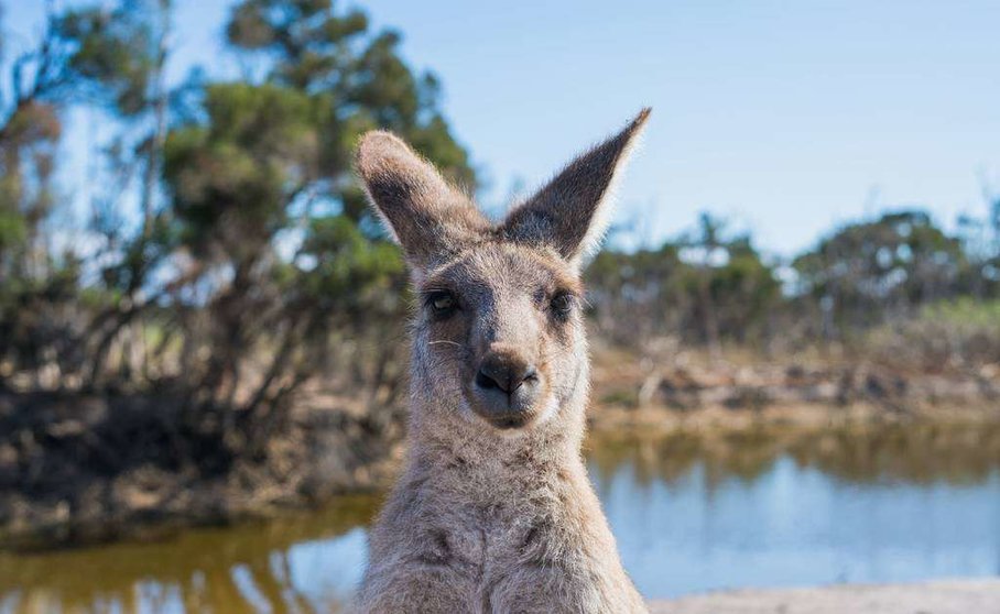 Millones de animales en Australia han muerto por las llamas. (Pexels.com)