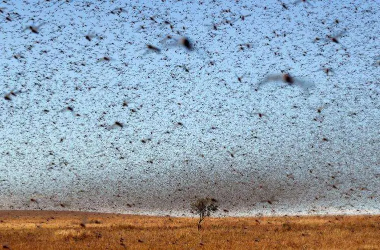 La plaga de langostas en países del Golfo cubren el sol. (Twitter)