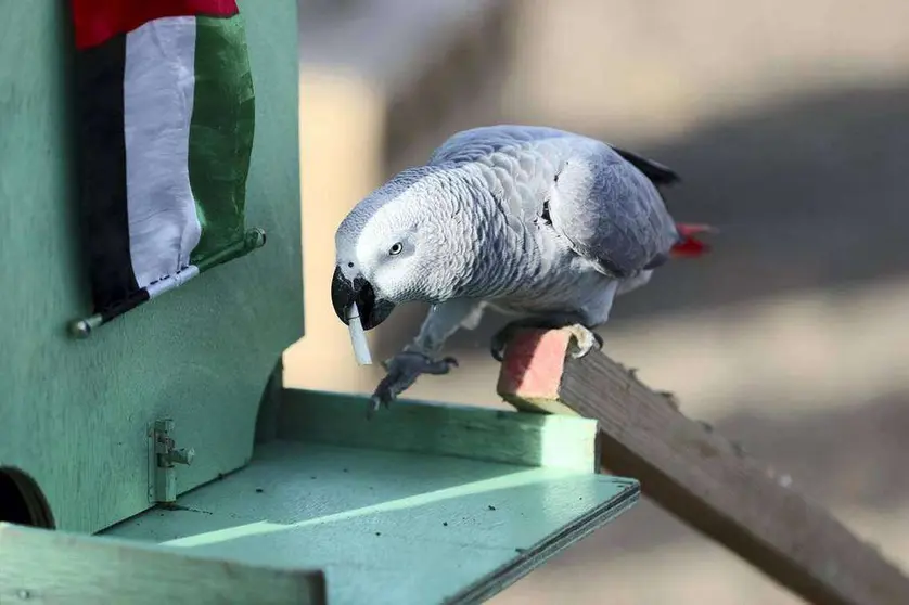 Un loro entrenado recoge una colilla y la entrega en la papelera.