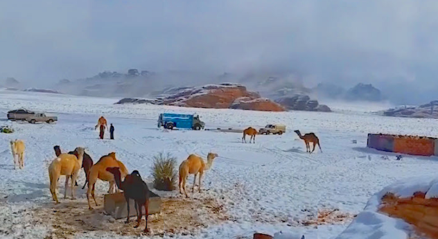Camellos en el desierto nevado de Arabia Saudita. (@B_KH_H via Storyful)