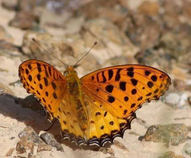 La agencia de noticias WAM publicó una imagen de la mariposa.