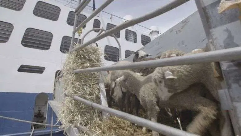 Los corderos vivos viajan en barco desde España a Arabia Saudita. (Igualdad Animal)