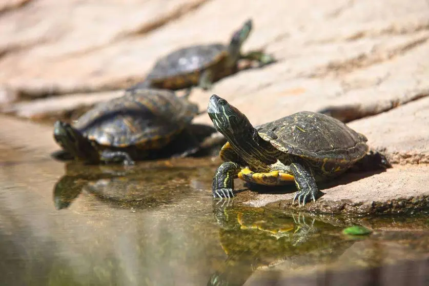 Tortugas en EAU. (WAM)