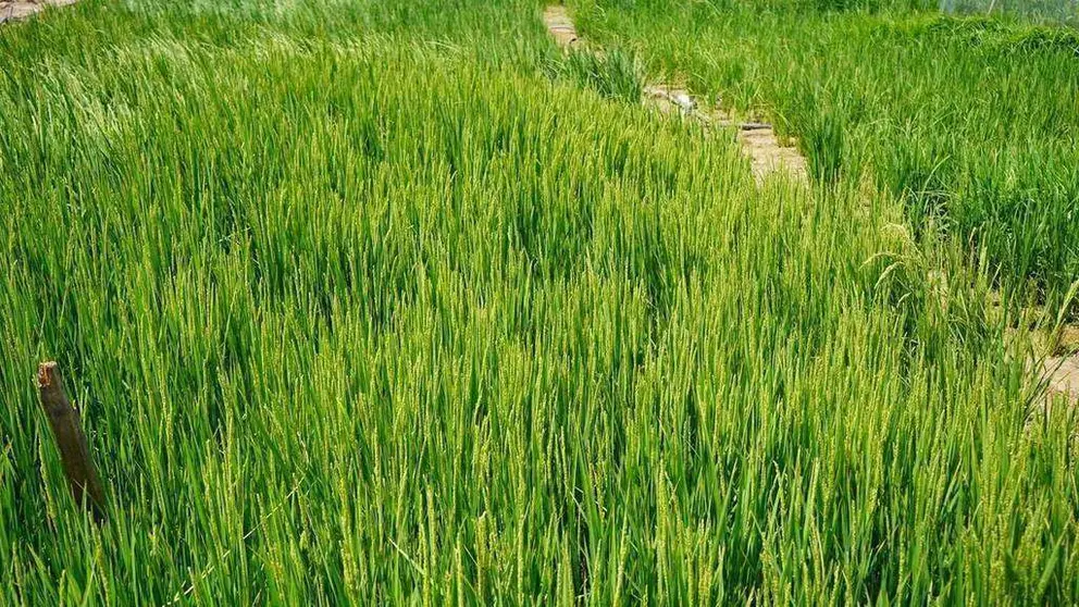 Una imagen del Ministerio de Medio Ambiente de EAU de los campos de arroz en Sharjah.