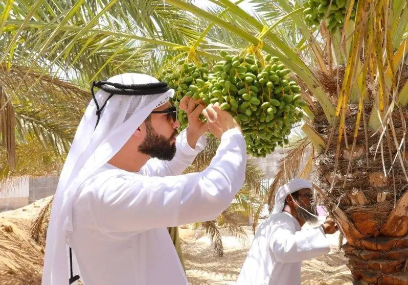 Un productor de dátiles en Abu Dhabi. (WAM)