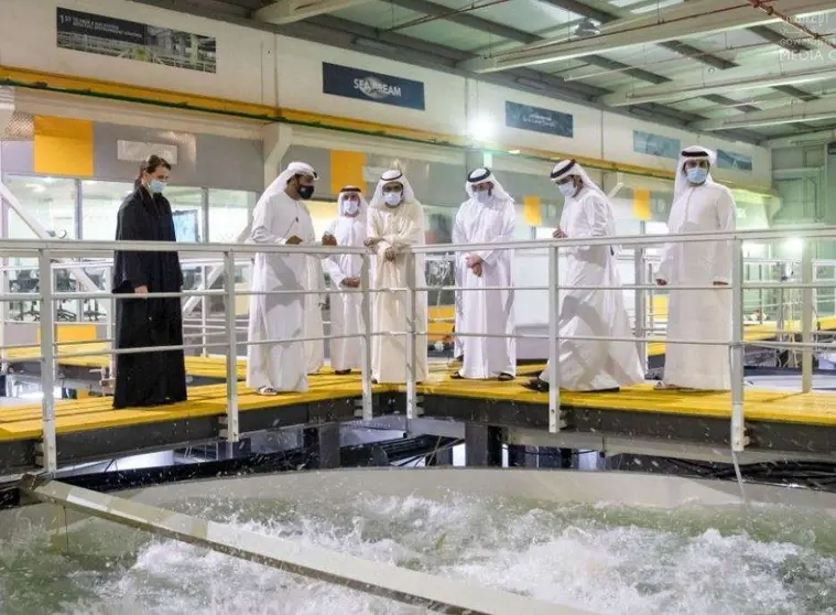 Dubai Media Office difundió esta imagen del jeque Mohamed en la piscifactoría.