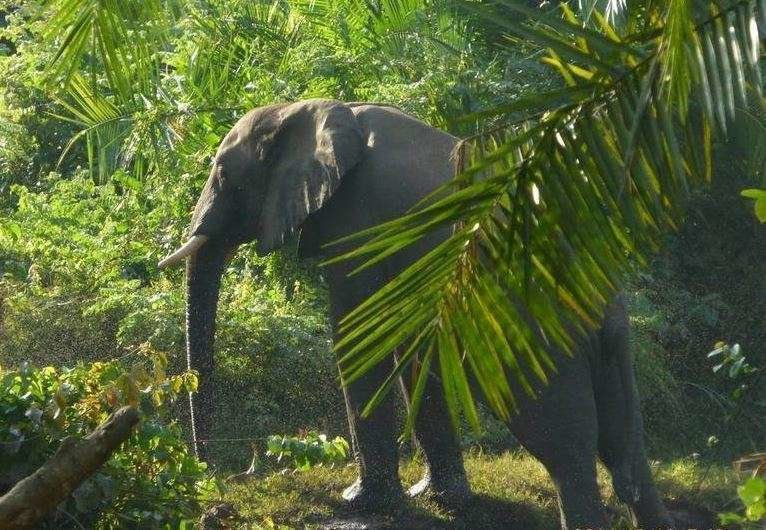 Un elefante en el parque nacional etíope.
