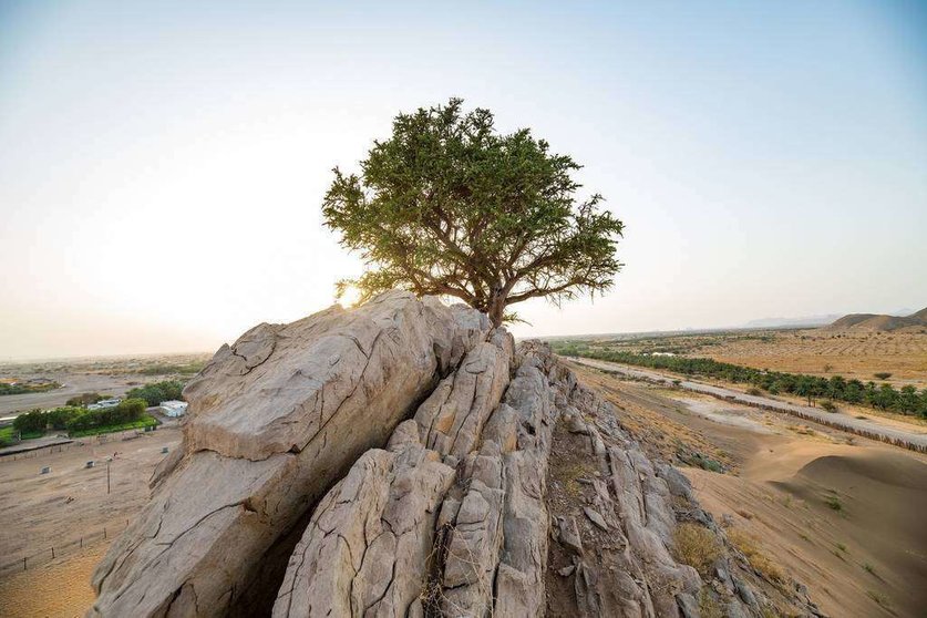 El árbol, conocido localmente como Al-Sarh, se encuentra en Al Ain. (WAM)