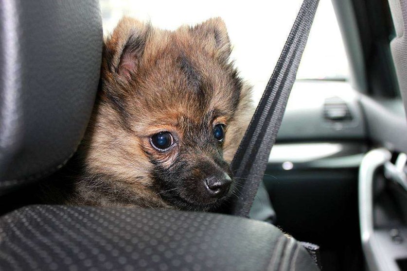 Un perro con cinturón de seguridad en el interior de un vehículo: las personas también deben llevarlo. (pxhere.com)