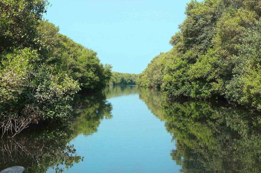 Los bosques de manglares son unas de la señas de identidad de Emiratos Árabes. (WAM)