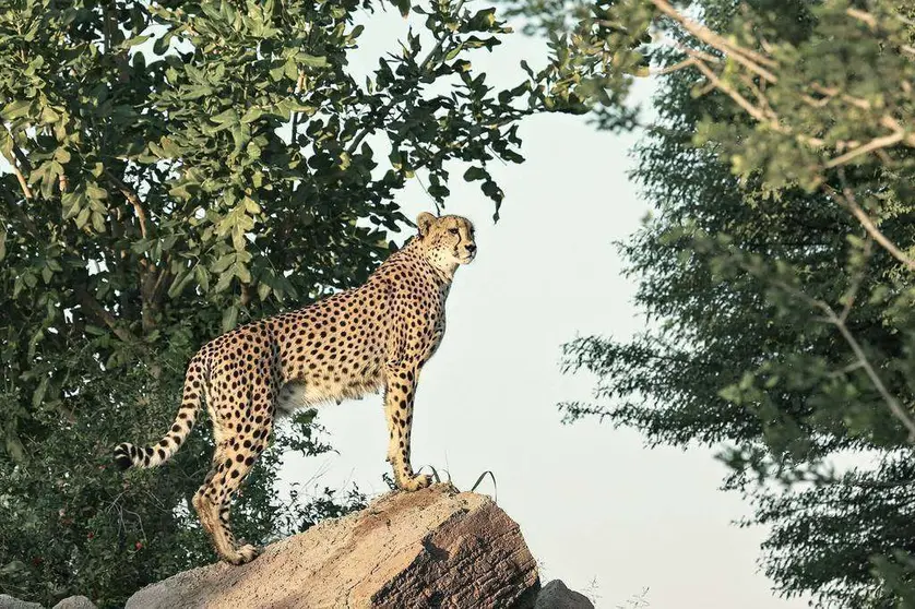 El zoo de Al Ain ofrece espectaculares imágenes a sus visitantes. (WAM)