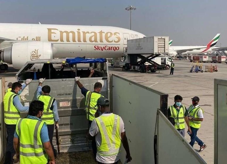 Los caballos son trasladados hasta el avión de Emirates. (El Observador)