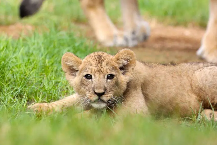 Una imagen del zoológico de Al Ain. (WAM)