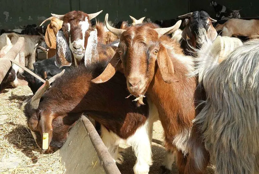 El primer envío de ovejas y cabras Jaziri entró en Emiratos Árabes a través del puerto de Al Hamriya en Dubai. (WAM)