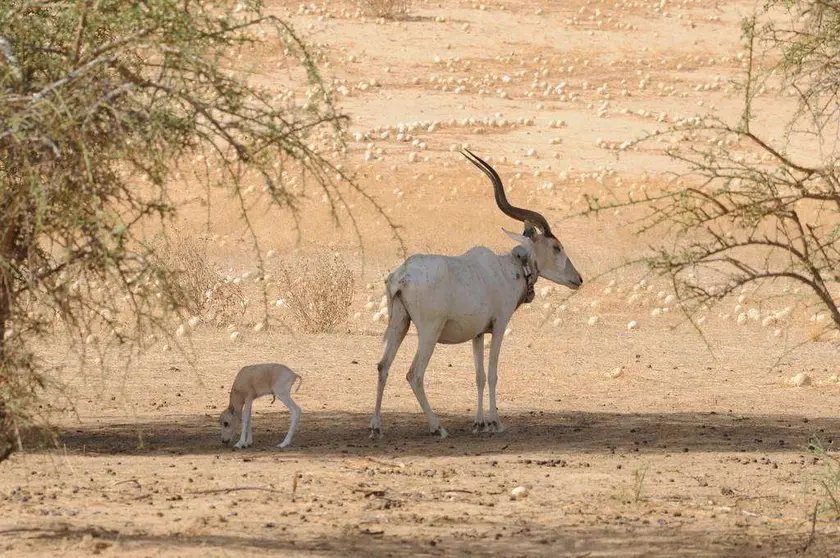 Una imagen del desierto de Emiratos Árabes Unidos. (WAM)