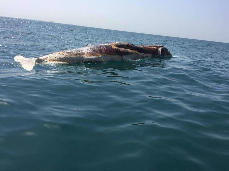 La ballena muerta frente a la costa de Ras Al Khaimah. (Humaid Al Zaabi)
