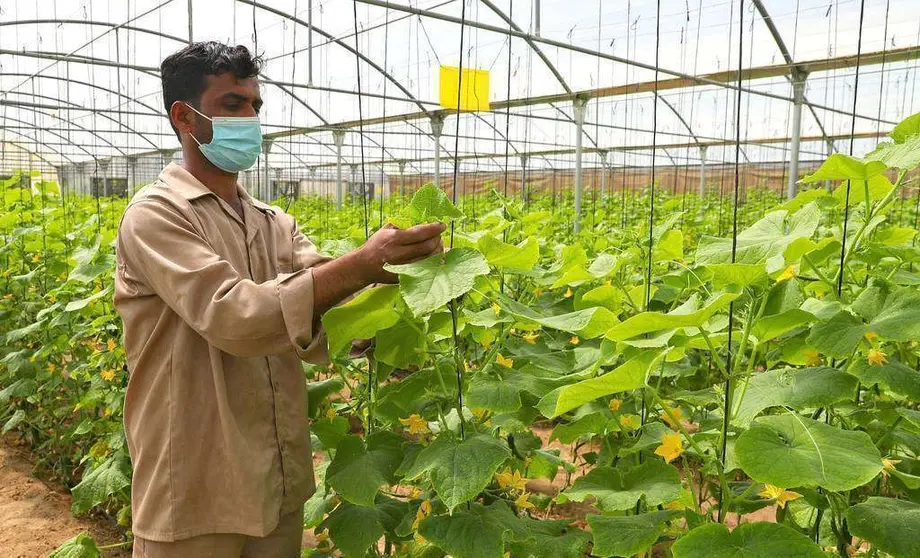 Operario agrícola en un invernadero en Al Ain. (WAM)