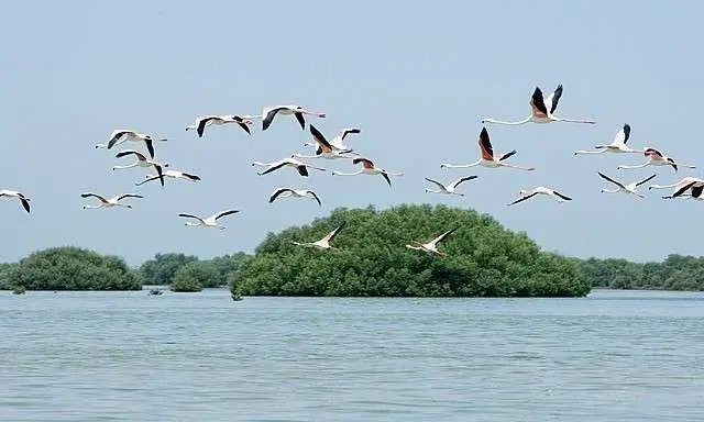 El emirato de Umm Al Quwain permite disfrutar de la naturaleza.