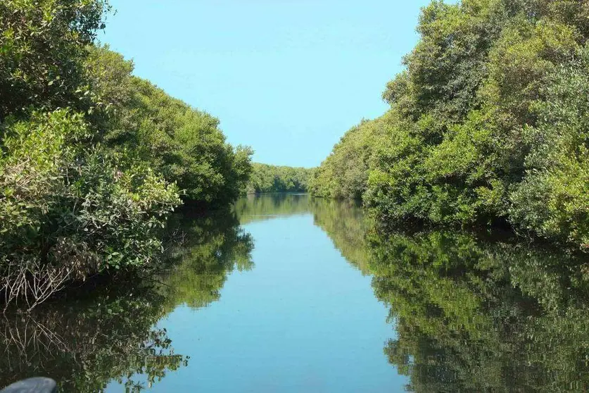 Los manglares cubren extensas franjas de la costa de Emiratos Árabes Unidos. (WAM)