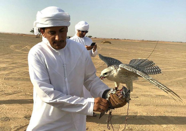 Un halcón recupera la calma en el brazo de su dueño tras participar en la competición de Saadi. (R. Pérez / EL CORREO)