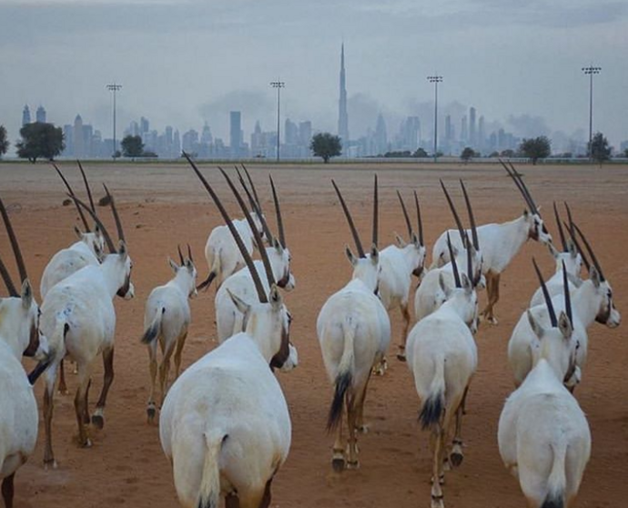 Una imagen del centro de Dubai.